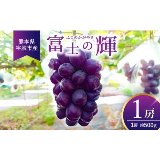 ふるさと納税 ぶどう マスカット 熊本県 宇城市 先行予約 黒いシャインマスカット 富士の輝 1房(約500g) 2026年8月上旬から8月下旬発送予定 清水果樹園 シャ…