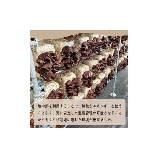 ふるさと納税 野菜類 きのこ 埼玉県 桶川市 国産きくらげ 3種セット 生きくらげ 100g×4 乾燥きくらげ 30g×2 細切カット 30g×2 大地のきくらげ | キクラゲ 3…_5