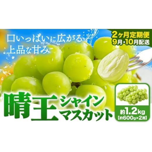 ふるさと納税 ぶどう マスカット 岡山県 浅口市 シャインマスカット晴王 シャインマスカット定期便 2ヶ月定期便 ぶどう シャインマスカット 晴王 1.2kg 2房 マ…