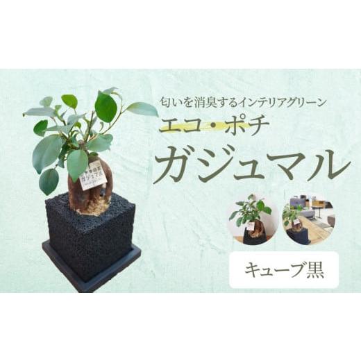 ふるさと納税 花・苗木 熊本県 天草市 S060-113_エコ・ポチ キューブ黒 ガジュマル 黒(竹炭)ガジュマル