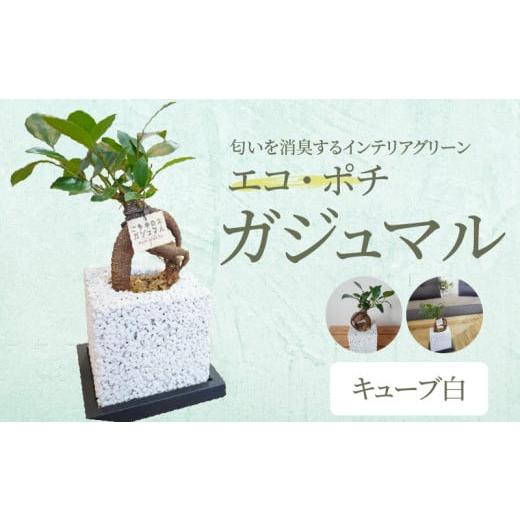 ふるさと納税 花・苗木 熊本県 天草市 S060-114_エコ・ポチ キューブ白 ガジュマル 白(シラス)ガジュマル