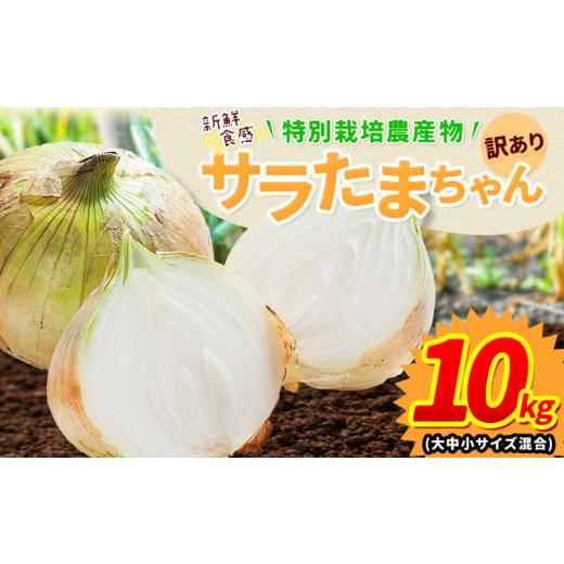 ふるさと納税 野菜類 玉ねぎ 熊本県 津奈木町  先行予約 訳あり サラたまちゃん 新玉ねぎ 10kg 《2026年4月中旬~5月末頃出荷》熊本県 葦北郡 津奈木町 野菜 た…の画像