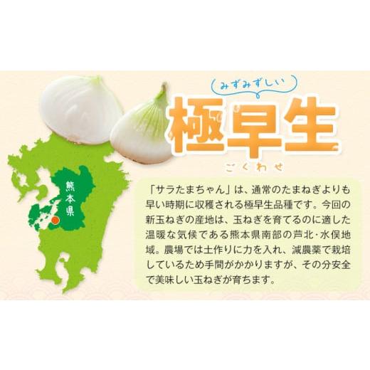 ふるさと納税 野菜類 玉ねぎ 熊本県 津奈木町  先行予約 訳あり サラたまちゃん 新玉ねぎ 10kg 《2026年4月中旬~5月末頃出荷》熊本県 葦北郡 津奈木町 野菜 た…の画像