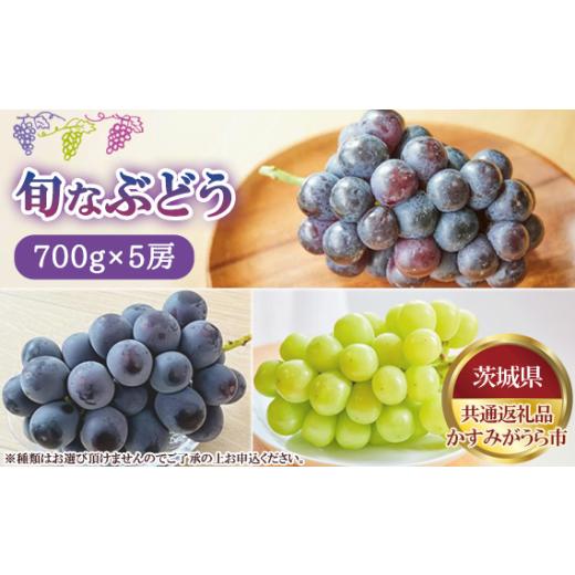 ふるさと納税 ぶどう 茨城県 坂東市  先行予約 旬なぶどう　700g×5房　かすみがうら市産 茨城県共通返礼品 かすみがうら市 ／ セット 詰め合わせ 新鮮 葡萄 …_1