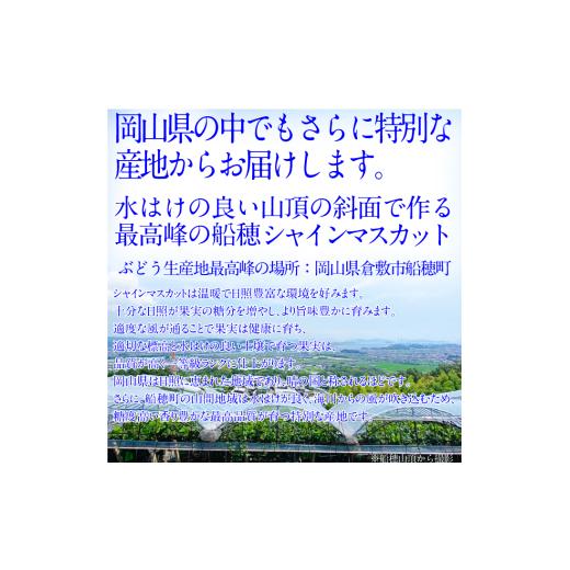 ふるさと納税 ぶどう マスカット 岡山県 瀬戸内市 2026年先行予約 プレミアムシャインマスカット晴王 1房約750g 人気 岡山県産 赤秀品 種無し 皮ごと食べる み…の画像