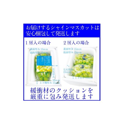 ふるさと納税 ぶどう マスカット 岡山県 瀬戸内市 2026年先行予約 プレミアムシャインマスカット晴王 1房約750g 人気 岡山県産 赤秀品 種無し 皮ごと食べる み…の画像