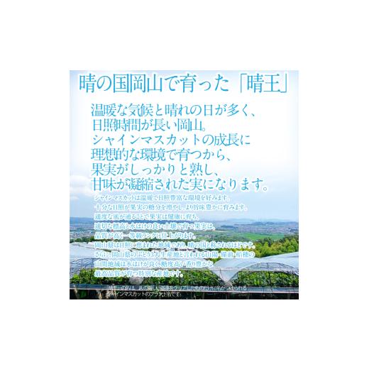 ふるさと納税 ぶどう マスカット 岡山県 瀬戸内市 2026年 先行予約受付中 シャインマスカット晴王 2房 約1.2kg 岡山県産 種無し 皮ごと食べる みずみずしい 甘…の画像