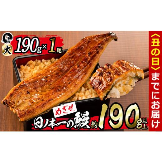 ふるさと納税 うなぎ 鹿児島県 志布志市 丑の日までに配送 肝串3本付き 日ノ本一の鰻の蒲焼き 大 1尾(約190g以上) a2-116-sbs-us 丑の日配送 1尾 約190g+肝…