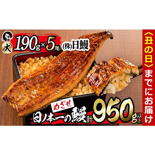 ふるさと納税 うなぎ 鹿児島県 志布志市 丑の日までに配送 日ノ本一の鰻の蒲焼き 大 5尾セット(計950g以上) d3-001-us 丑の日配送 5尾セット計950g (190g×5)…