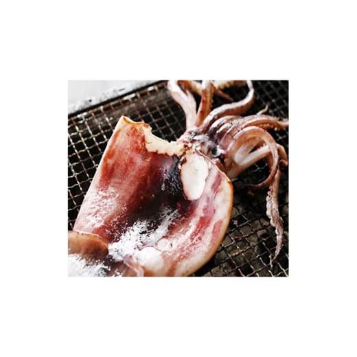 ふるさと納税 干物 いか 京都府 宮津市  3ヵ月毎定期便 全4回 日本海産 もの柔らか肉厚のスルメいか一夜干し(大)3枚  魚軟体動物 いか いか スルメいか お酒 つまみ …