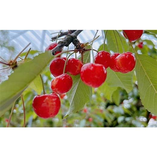 ふるさと納税 果物類 さくらんぼ 山形県 西川町 2026年先行予約 品種