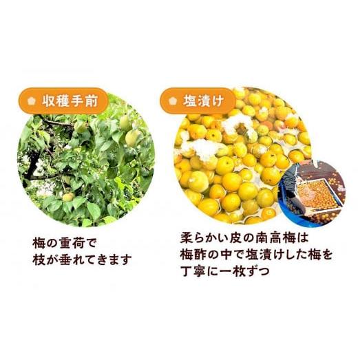 ふるさと納税 加工品等 梅干 和歌山県 白浜町 極上 紀州南高梅 まごころ梅 はちみつ 梅干し 3L サイズ以上 合計 5kg ( 1kg × 5 ) 塩分 約5％ 化粧箱入り_5