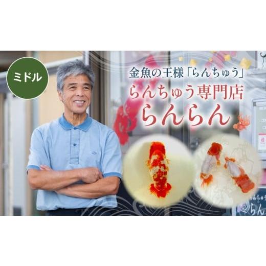 ふるさと納税 生き物 埼玉県 羽生市 ミドル らんちゅう 飼育歴40年 ベテラン店主 日本らんちゅう協会 らんちゅう専門店 らんらん 蘭鋳 金魚 観賞魚 生き物 魚…