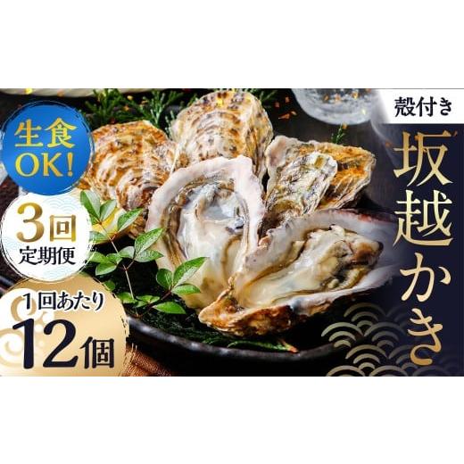 ふるさと納税 牡蠣 生牡蠣 兵庫県 赤穂市 3回定期便 生食 OK 坂越かき 殻付き牡蠣 12個 カキ 牡蠣 かき 海の幸 魚介 貝 2026年2月上旬〜4月下旬発送予定