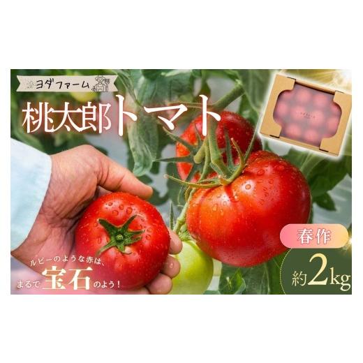 ふるさと納税 野菜類 トマト 山梨県 市川三郷町 中央市共通返礼品 春作 トマト 桃太郎 約2kg 2026年4月上旬-6月下旬発送予定 | 期間限定 季節限定 野菜 やさ…