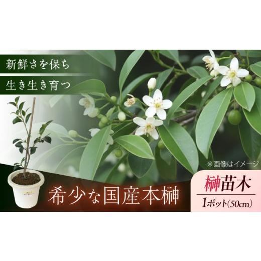 ふるさと納税 雑貨・日用品 苗木 広島県 福山市 植物 福の山・榊