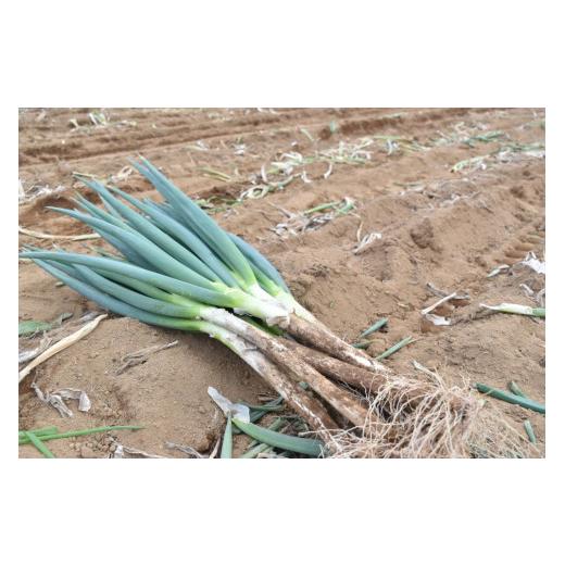 ふるさと納税 野菜類 ねぎ 山梨県 甲斐市 甲斐市産 原田さんちのこだわり長ネギ 約1kg 長ネギ ねぎ ネギ 野菜 やさい 新鮮 人気 山梨県 山梨 甲…