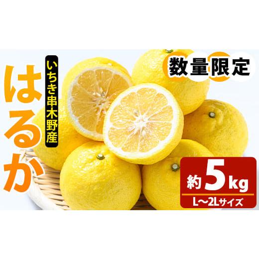 ふるさと納税 果物類 みかん 鹿児島県 いちき串木野市 先行予約 ＼数量・期間限定/池之上果樹園 の はるか(みかん)5kg箱バラ詰め満杯〜2026年1月上旬頃よ…