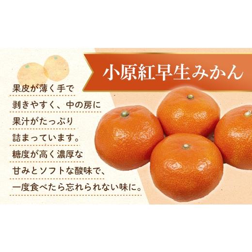 ふるさと納税 ぶどう 香川県 琴平町  フルーツ定期便 3回 《ピオーネからスタート》 Dセット ピオーネ 約1.2kg さぬきゴールド 約2.7kg 小原紅早生みかん 約4.…_4