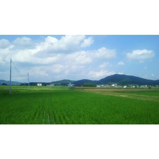 ふるさと納税 米 コシヒカリ 茨城県 桜川市 《 3ヶ月 定期便 》 生産者支援 《令和7年産》 茨城県桜川市産 こしひかり 10kg ( 5kg × 2袋 ) × 3回 茨城県産 …_3