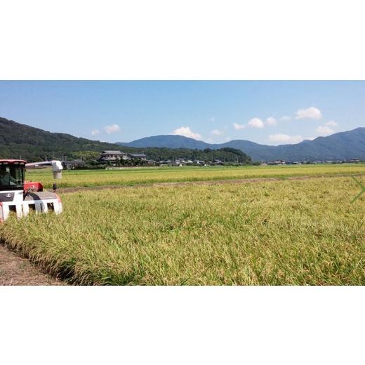 ふるさと納税 米 コシヒカリ 茨城県 桜川市 《 3ヶ月 定期便 》 生産者支援 《令和7年産》 茨城県桜川市産 こしひかり 10kg ( 5kg × 2袋 ) × 3回 茨城県産 …_4
