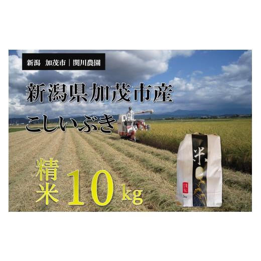 ふるさと納税 米 新潟県 加茂市 令和8年産新米先行予約 加茂市産こしいぶき 精米10kg(10kg×1袋)[9月中旬〜順次出荷] コシイブキ 新潟産 米 お米 白米 加…