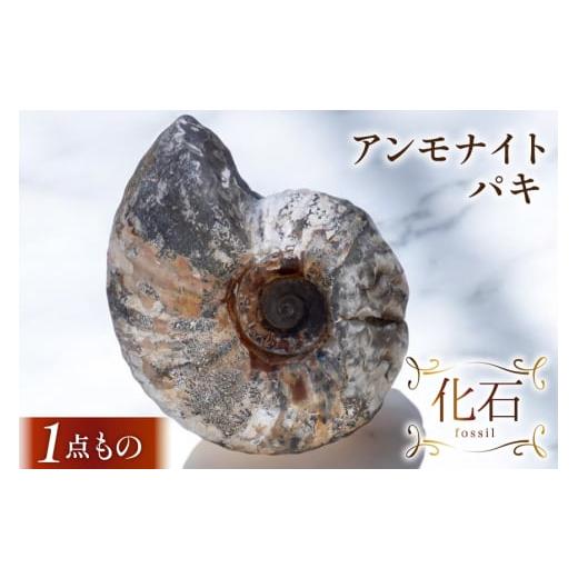 ふるさと納税 雑貨・日用品 インテリア 北海道 歌志内市 化石 アンモナイト パキ 1個 台座付属なし 1点もの 加藤樹石苑 北海道 歌志内市 01227ai083 北海道産 …の画像