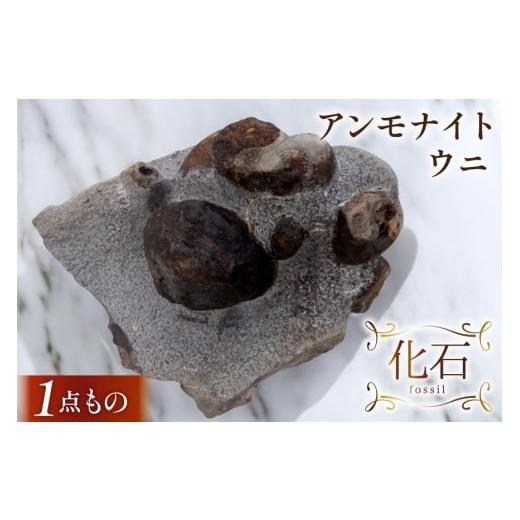 ふるさと納税 雑貨・日用品 インテリア 北海道 歌志内市 化石 アンモナイト ウニ 北海道産 1個 1点もの 加藤樹石苑 北海道 歌志内市 01227ai085 インテリア 置…