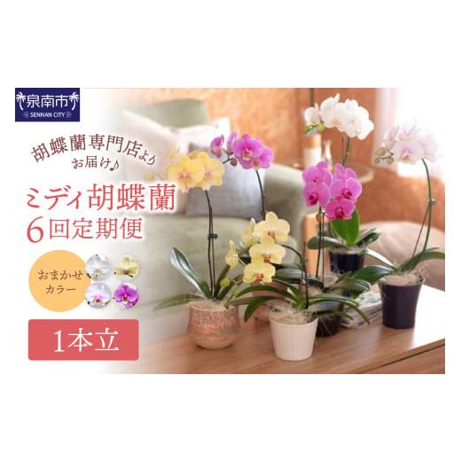 ふるさと納税 雑貨・日用品 花 大阪府 泉南市 ミディ胡蝶蘭 1本立 1年間 6回 隔月定期便 配送不可地域:北海道・沖縄・離島 008B-014