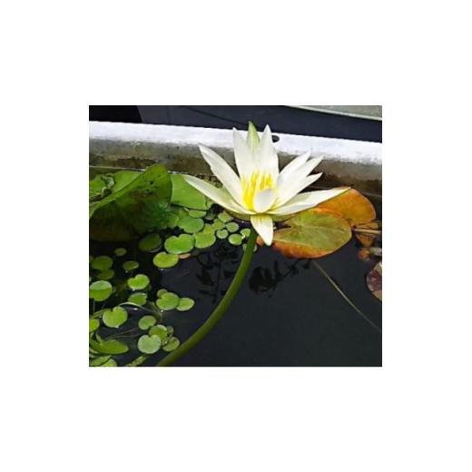ふるさと納税 雑貨・日用品 花 高知県 北川村 北川村モネの庭の『睡蓮』 熱帯性 1585734_3