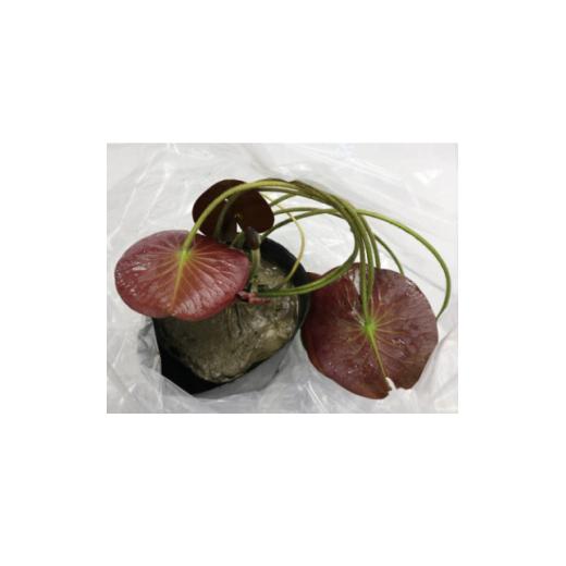 ふるさと納税 雑貨・日用品 花 高知県 北川村 北川村モネの庭の『睡蓮』 熱帯性 1585734_4