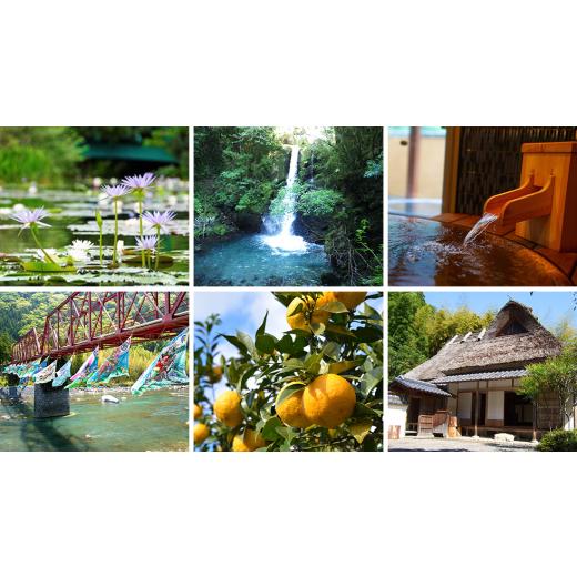 ふるさと納税 雑貨・日用品 花 高知県 北川村 北川村モネの庭の『睡蓮』 熱帯性 1585734_5