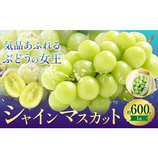 ふるさと納税 ぶどう マスカット 岡山県 浅口市 先行予約 ぶどうシャインマスカット 約 600g 1房 株式会社藍[9月上旬-10月下旬頃出荷] 岡山県 浅口市 岡山…