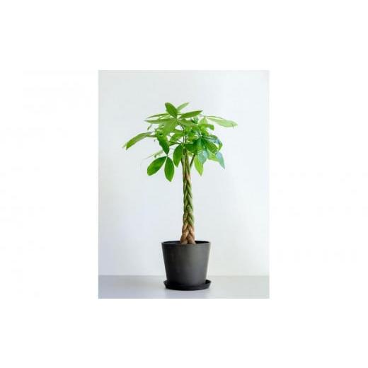 ふるさと納税 花・苗木 神奈川県 横浜市 鉢付き パキラ ねじり L 鉢:ブラック 鉢:ブラック