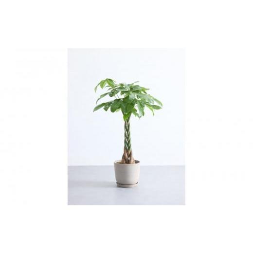 ふるさと納税 花・苗木 神奈川県 横浜市 鉢付き パキラ ねじり Mサイズ 鉢:トープ 鉢:トープ