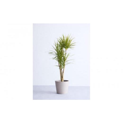 ふるさと納税 花・苗木 神奈川県 横浜市 鉢付き ドラセナ・コンシンネ Lサイズ 鉢:トープ 鉢:トープ