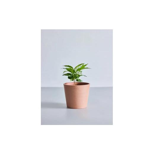 ふるさと納税 花・苗木 神奈川県 横浜市 鉢付き コーヒーの木 テーブルMサイズ 鉢:テラコッタ 鉢:テラコッタ