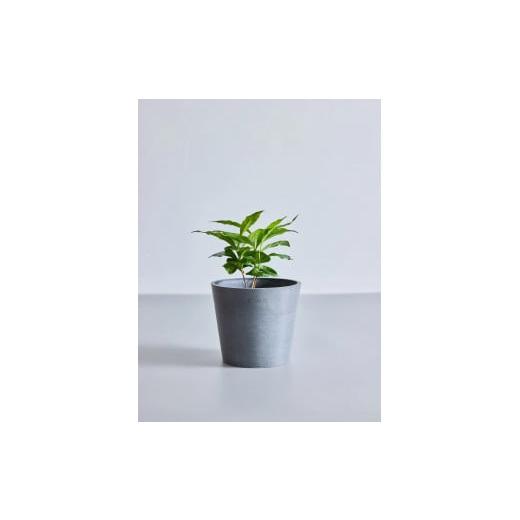 ふるさと納税 花・苗木 神奈川県 横浜市 鉢付き コーヒーの木 テーブルMサイズ 鉢:グレー 鉢:グレー