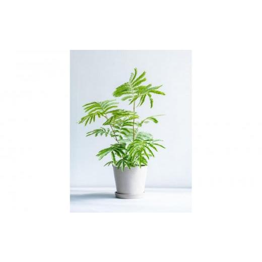 ふるさと納税 花・苗木 神奈川県 横浜市 エバーフレッシュ Sサイズ 鉢付き観葉植物 トープ|インテリア グリーン 癒し 室内装飾 ギフト|人気 おすすめ 送料無…