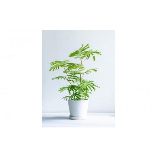 ふるさと納税 花・苗木 神奈川県 横浜市 エバーフレッシュ Sサイズ 鉢付き観葉植物 ホワイトグレー|インテリア グリーン 癒し 室内装飾 ギフト|人気 おすす…