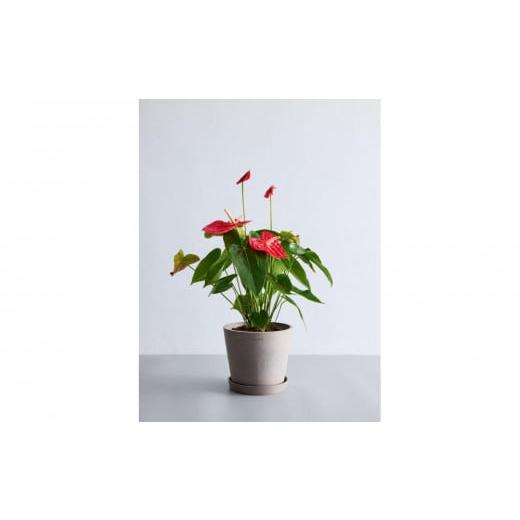 ふるさと納税 花・苗木 神奈川県 横浜市 鉢付き アンスリウム Sサイズ 鉢:トープ 鉢:トープ