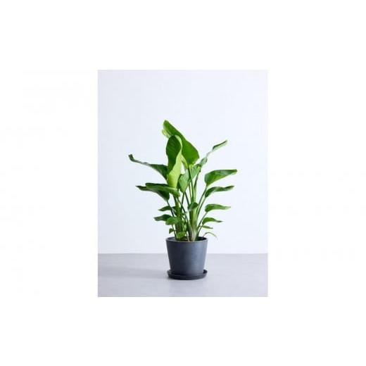 ふるさと納税 花・苗木 神奈川県 横浜市 鉢付き オーガスタ Lサイズ 鉢:ブラック 鉢:ブラック