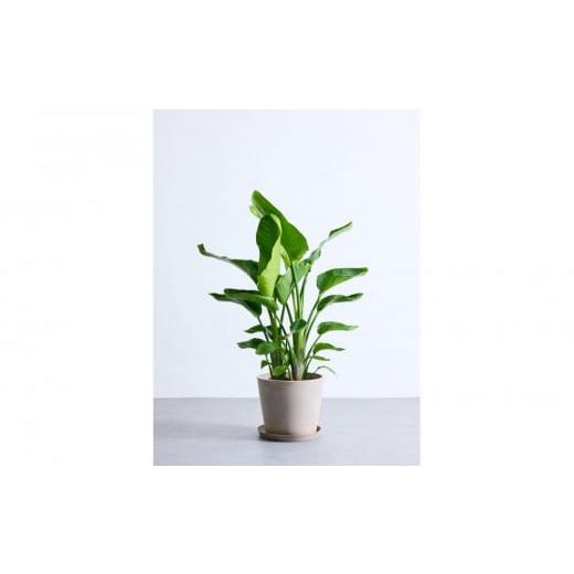 ふるさと納税 花・苗木 神奈川県 横浜市 鉢付き オーガスタ Lサイズ 鉢:トープ 鉢:トープ