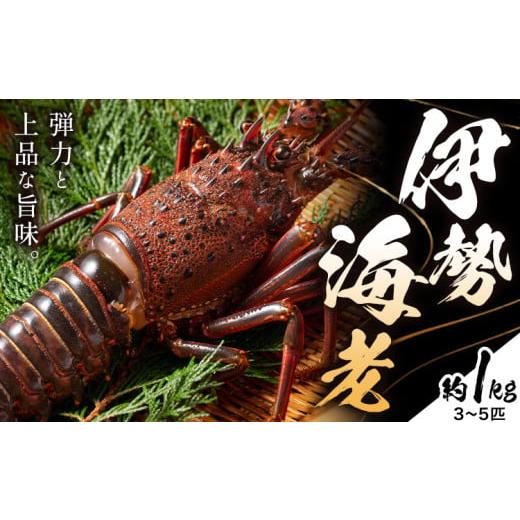 ふるさと納税 エビ 和歌山県 日高町 伊勢海老 漁港直送 活 伊勢海老 約1kg (3〜5匹) 比井崎漁業協同組合[12月上旬-4月中旬頃出荷]和歌山県 日高町 海産物 海…