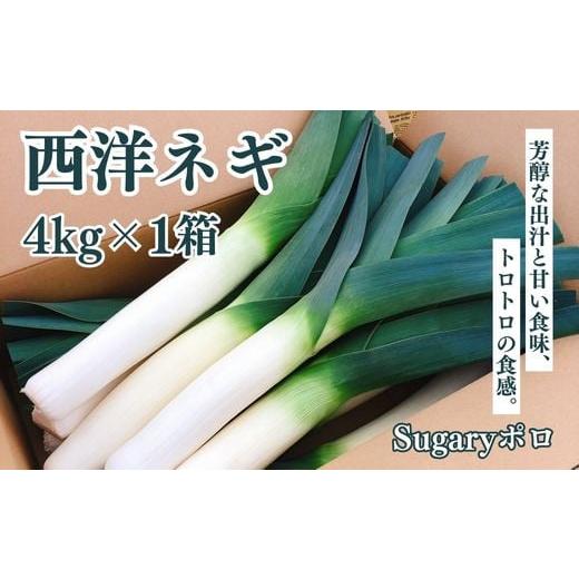 ふるさと納税 野菜類 ねぎ 千葉県 山武市 Sugaryポロ4kg×1箱