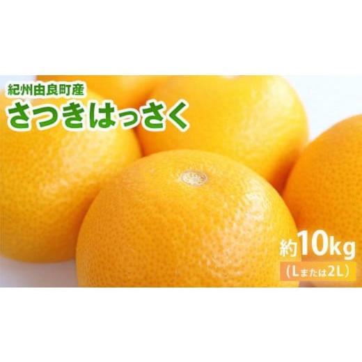 ふるさと納税 みかん・柑橘類 和歌山県 印南町 和歌山由良町産さつきはっさく 約10kg 秀品 サイズおまかせ (Lまたは2L) いずれかお届け [SL41]