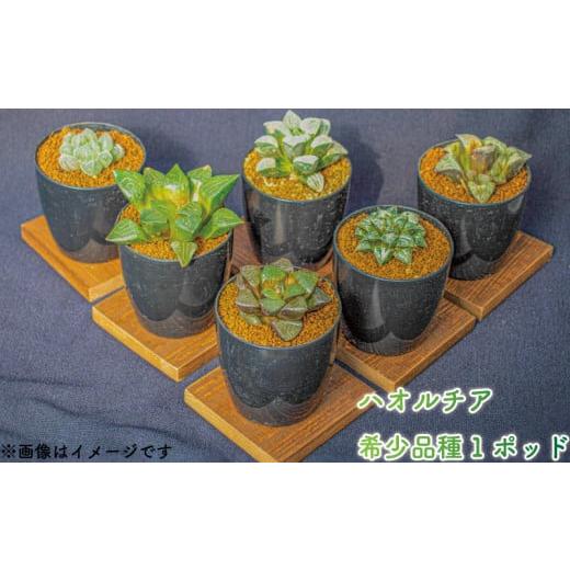 ふるさと納税 花・苗木 愛媛県 松山市 モンロー 多肉植物 ハオルチア 希少品種 1ポッド モンロー