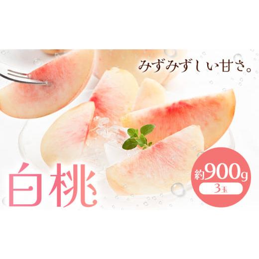 ふるさと納税 もも 岡山県 浅口市 2026年先行予約 白桃 約900g もも モモ 岡山 国産 フルーツ 果物 桃茂實苑[2026年6月中旬-8月下旬頃出荷]岡山県 浅口市 …