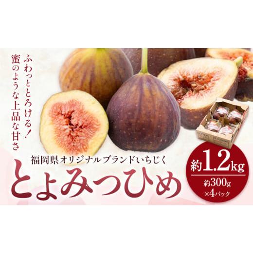 ふるさと納税 いちじく 福岡県 小竹町 いちじく 無花果 とよみつひめ 約1.2kg 約300g × 4パック 南国フルーツ株式会社 26年度出荷 [8月上旬-10月中旬頃出荷…
