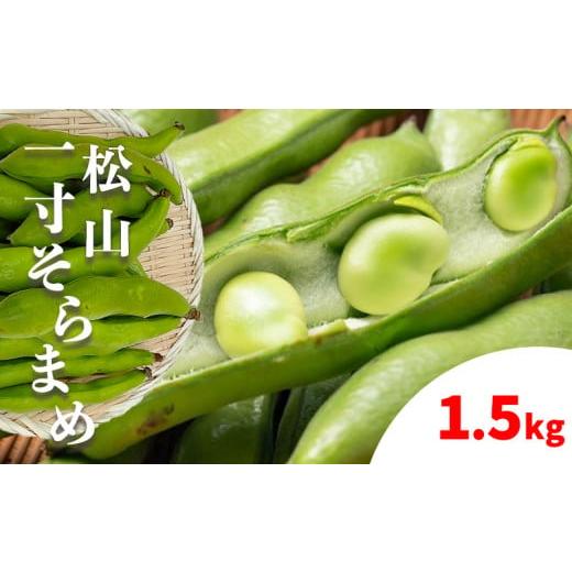 ふるさと納税 豆類 愛媛県 松山市 先行予約 2026年4月下旬から発送 松山ブランド 松山一寸そらまめ 1.5kg ( 春野菜 ソラマメ そら豆 空豆 産地直送 期間限定…